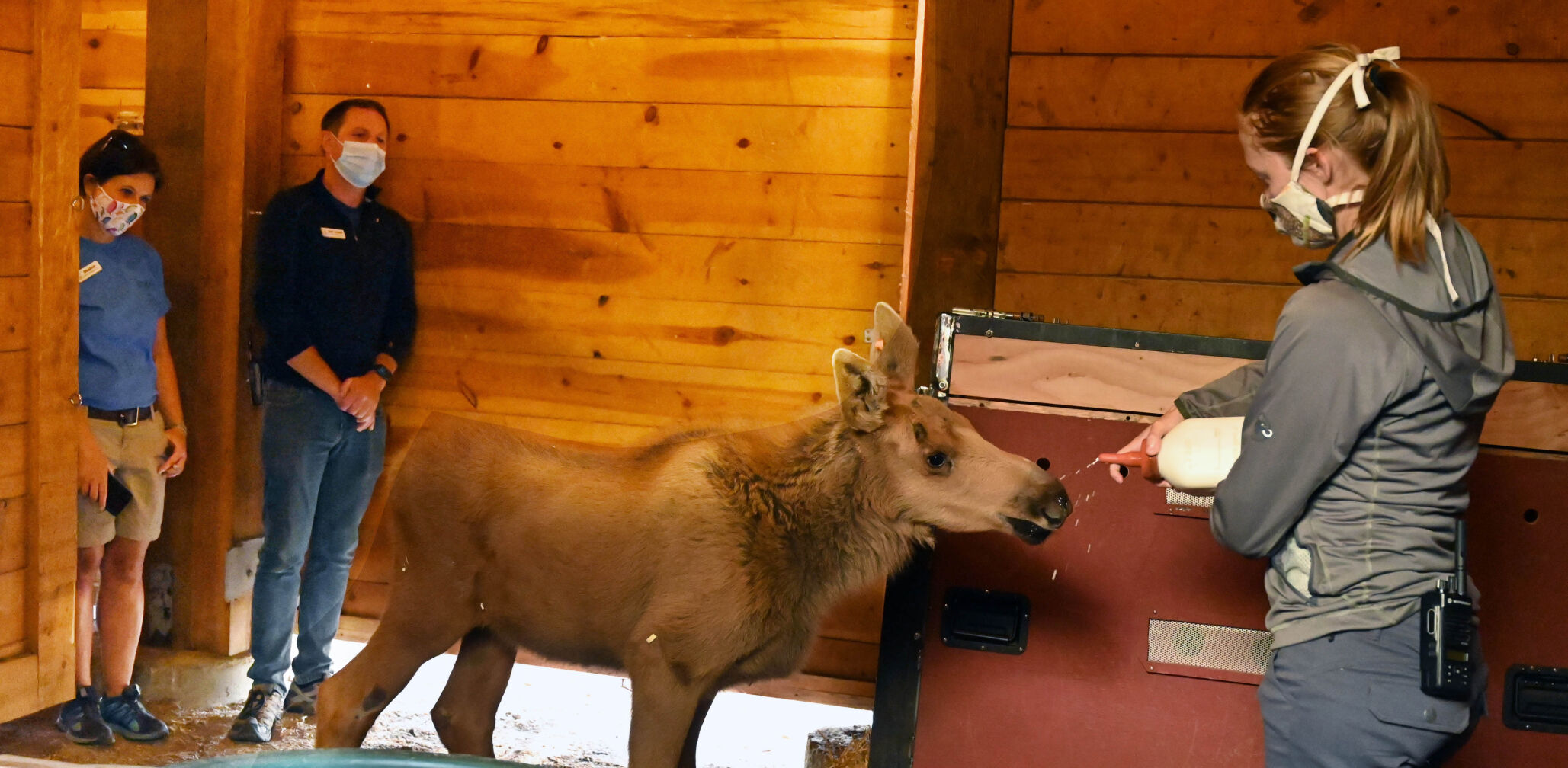 071920-news-moosebaby 01.JPG